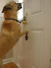 10020 Clawguard Heavy Duty Big Dog Scratch Shield Ultimate 862451000103