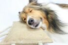 1002350419128 Cutenfuzzy Organic Dye-free K9