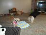 14862134 Lemonda Pet Dog Snuffle Mat Training Feeding Nosework 636946286347 14862134 Lemonda Pet Dog Snuffle Mat Training Feeding Nosework 636946286347