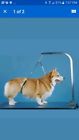 5-ns-g Proguard Haunch Holder Grooming Restraint Noose For Regular Dogs