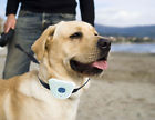 858342080002 Pet Life Safe Collar Training And Obedience Dog