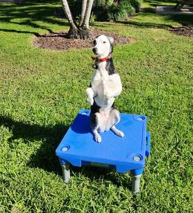 Blue-9 810095301100 Klimb Dog Training Platform Kit Elevated Agility Place Board And Usb