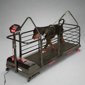 Aeon-ad36 Dog Runner Usa 1500v Treadmill As-is Cosmetic Damage Otherwise New Aeon-ad36 Dog Runner Usa 1500v Treadmill As-is Cosmetic Damage Otherwise New