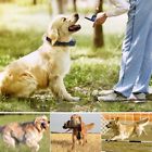 Pet998dr1 Pettrainer Petrainer Dog Training 6927082800028