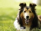 Rx-10 High Tech Pet Humane Contain Multi-function Collar For X-10 Free Shipping 032868231005