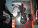 Sd-825-ptk01 Sd-825 Sportdog Sporthunter Long Distance Hunting Dog Waterproof Shock Collar 729849137257 Sd-825-ptk01 Sd-825 Sportdog Sporthunter Long Distance Hunting Dog Waterproof Shock Collar 729849137257