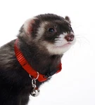 Marshall Pet Products Ferret Bell Collar. Fixed Price $9.62.