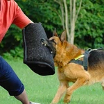 Bite Sleeve, Training Sleeves Arm Protection For Large Dogs,. Fixed Price $46.36.